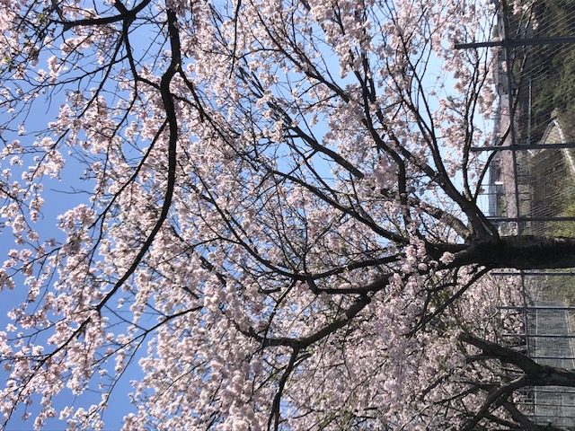 桜　2023.4.8.jpg